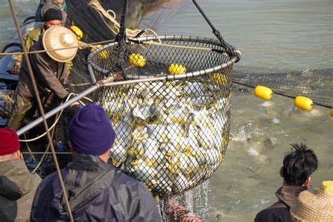  Zhanjiang Balığı ile Aşırı Lezzetli ve Baharatlı Bir Yolculuk İçin Hazır Olun Mu?